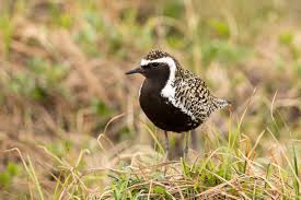 THE PACIFIC GOLDEN PLOVER